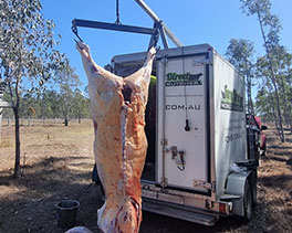 Slaughter & Skinning